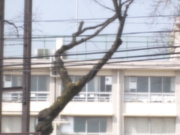 [PGD-783] ノーパン誘惑女教師 芽森しずく【破解】 - 1of5