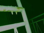 [SUJI-217] 毎晩わたしに悪戯しにくるおじさんへ…これで最後にしてください。パイパン少●睡眠孕ませレ●プ - 1of5