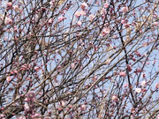 [CAND-01240]] 純系ラビリンス 原田あすか - 1of5