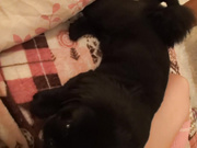 [DVAJ-213] 最終盗撮映像流出？私人小便失禁！我的她川上奈々美