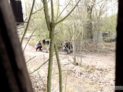 【奇幻猎奇】三美女户外春游被蒙面性狂人挨个抓住暴力虐操  大屌无套抽插三穴全开 女孩外出要当心啊 高清1080