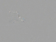 泡良达人落网前最后作品酒店约炮172艺校舞蹈系靓妹抱起来草